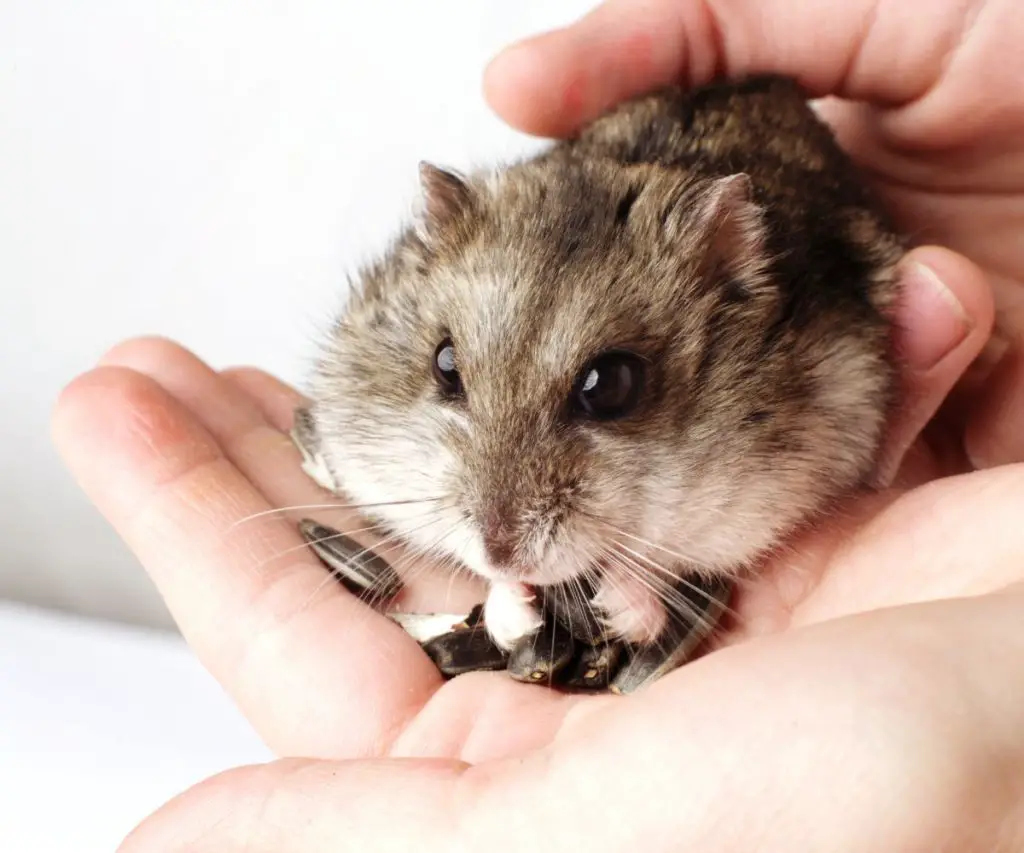 Can Aloe Vera Be Toxic to Hamsters?