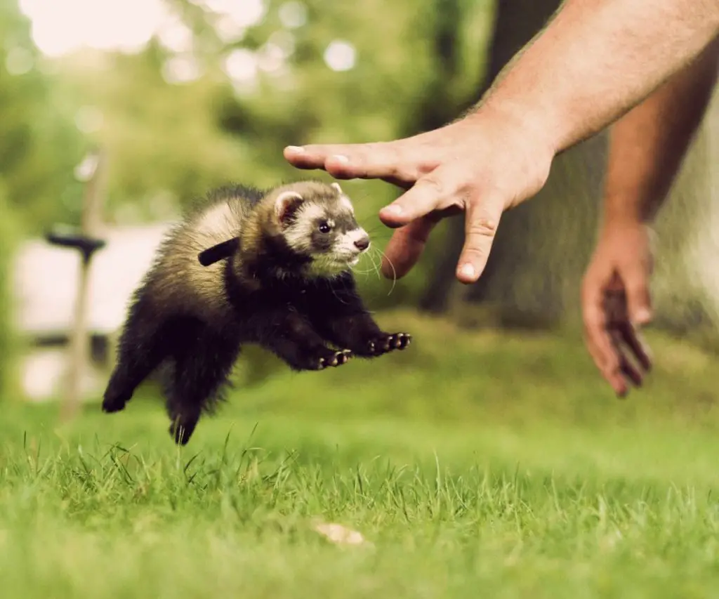 Are Ferrets Aggressive to Cats?