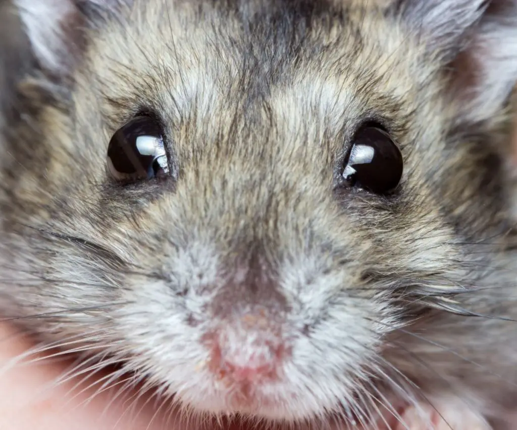 Is hay good for hamsters?