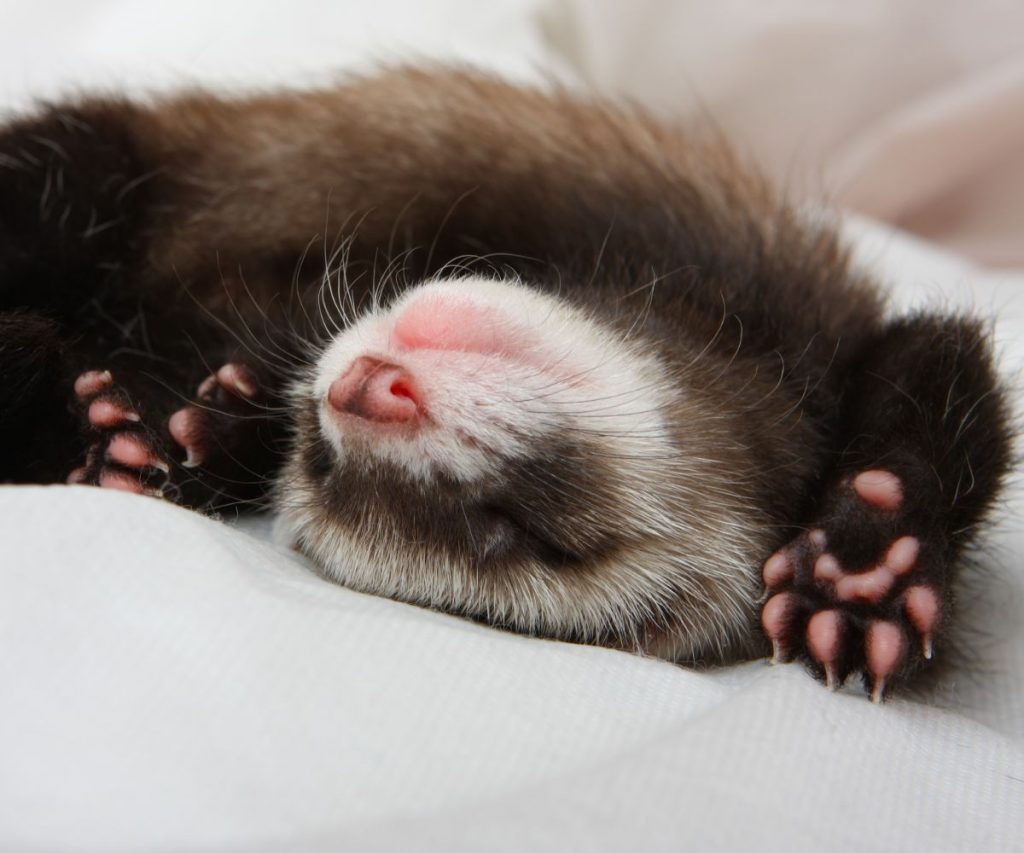 How to Prepare Kitten Food for Ferrets?