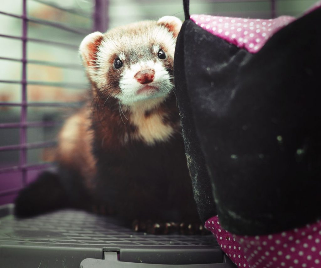 Can Ferrets Eat Mealworms Alive?