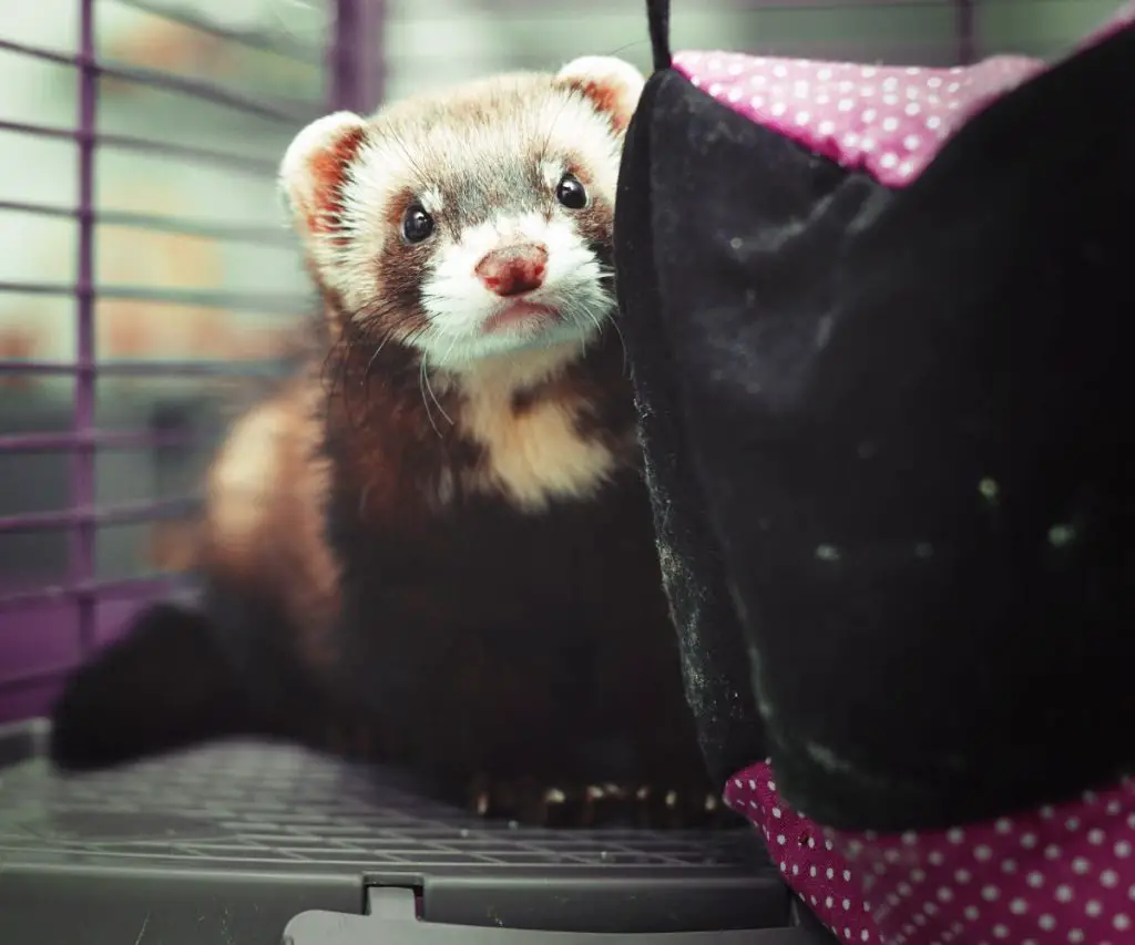 Is Cooked Chicken Bad for Ferrets?