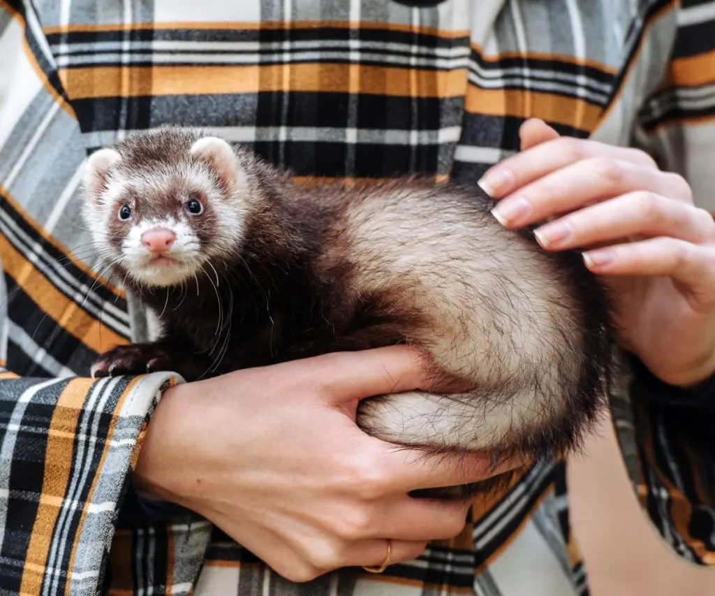 how to stop your ferret chewing on wires