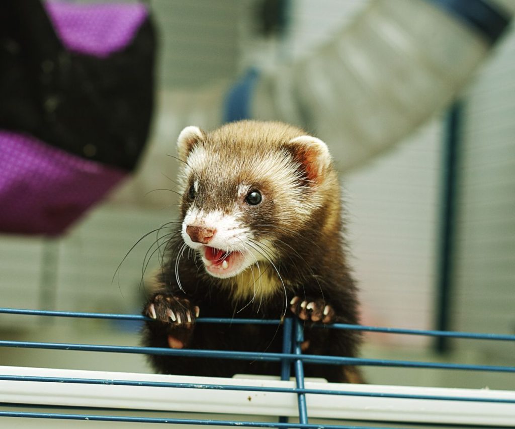How to Prepare Mealworms for Ferrets