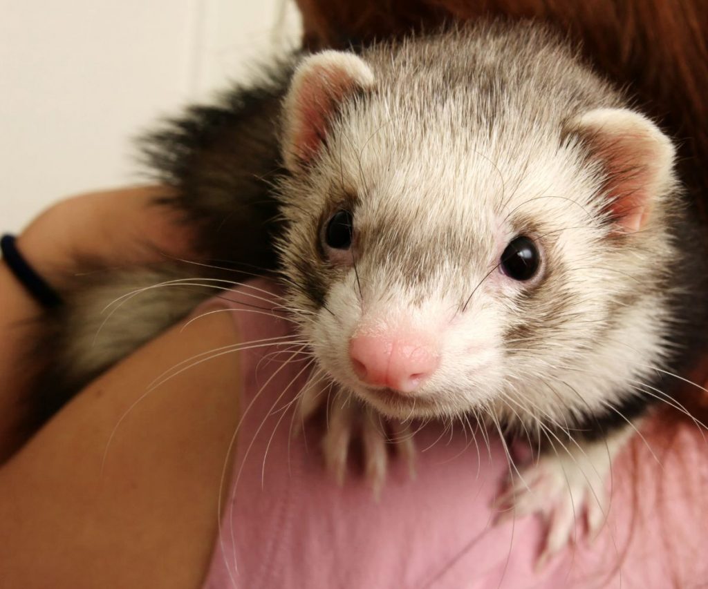 Can Ferrets Eat Crickets Every Day?
