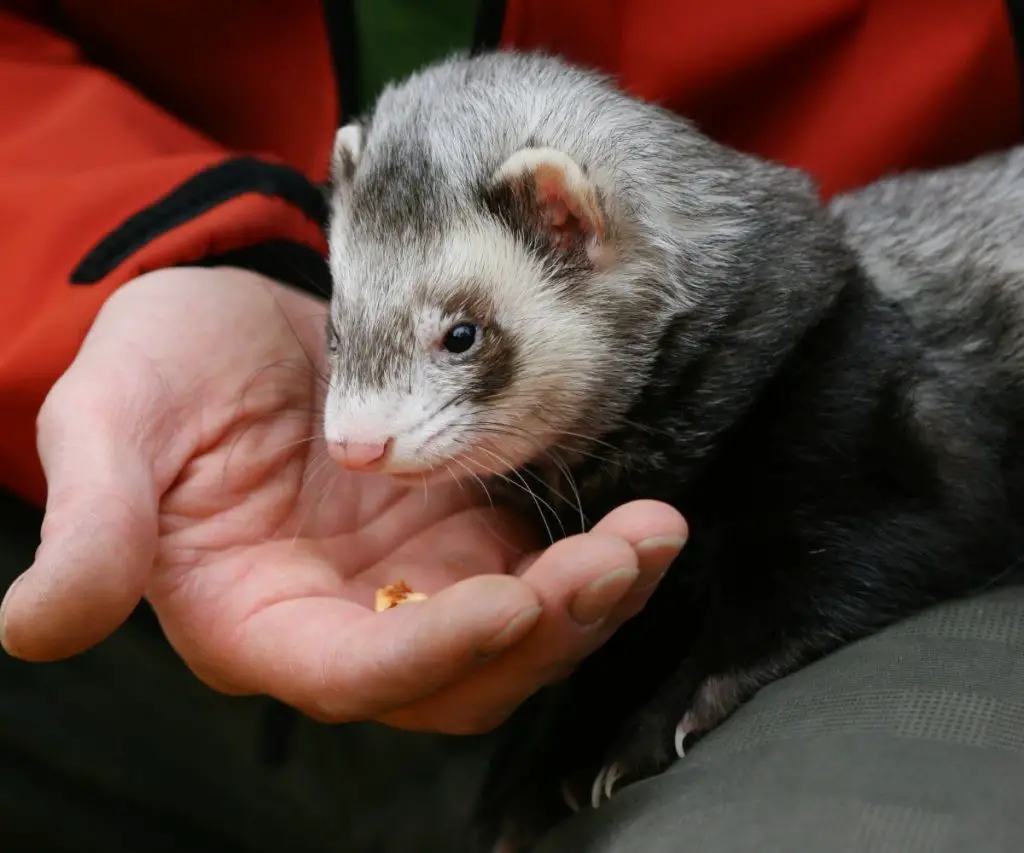 Are All Types of Sausages Bad for Ferrets?