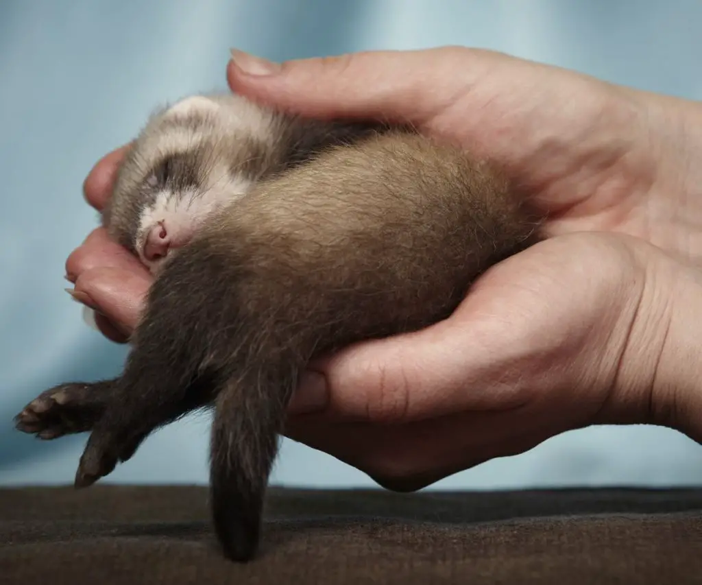 Is Blindness Common in Ferrets?