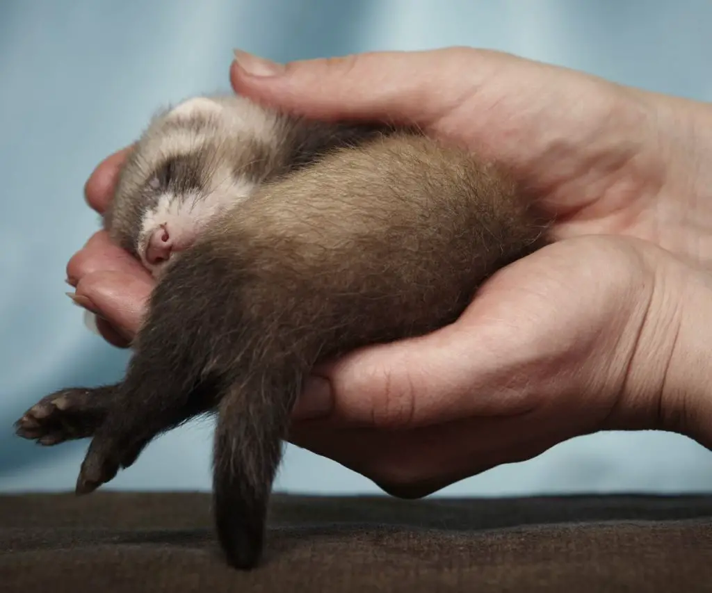 Do Ferrets Like to Sleep With You?