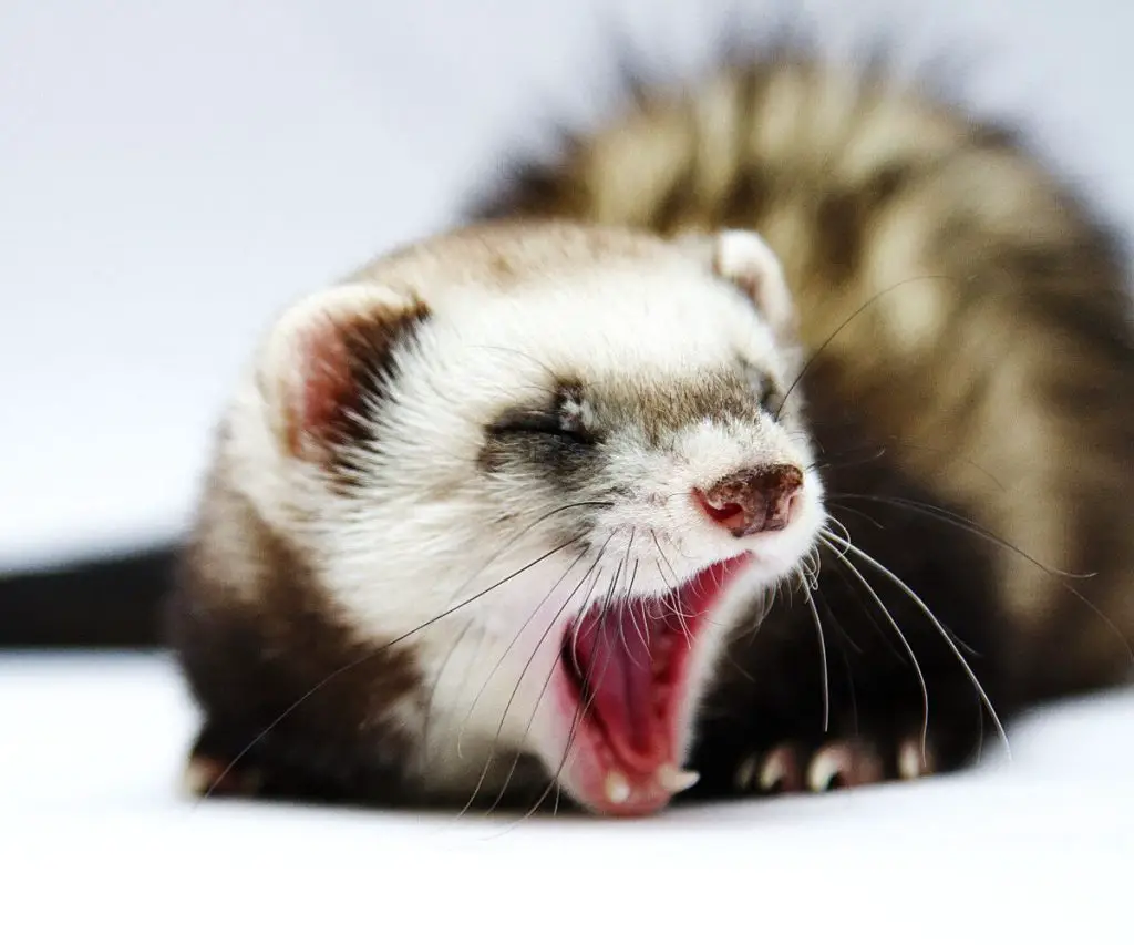 Can Ferrets Chew through Wire?