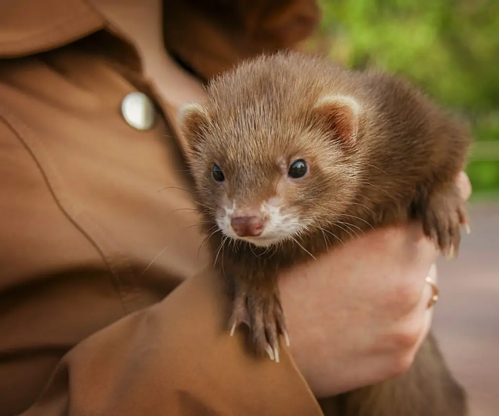 What Noise Does a Ferret Make When Happy?