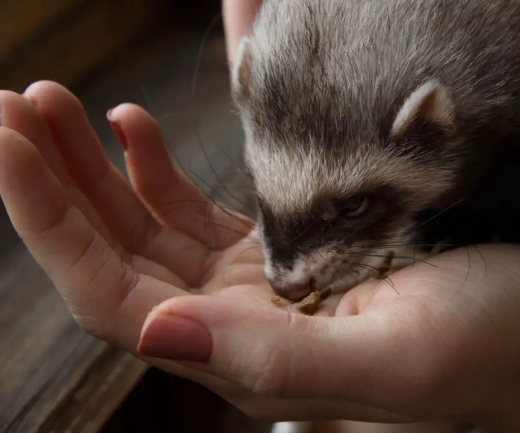 How Can I Bond With My Ferret?