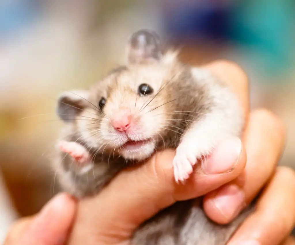 Is Almond Butter Good for Hamsters?