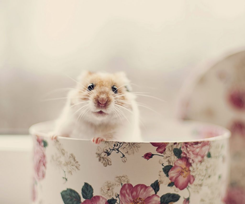 Can Hamsters Eat Almond Butter Every Day?