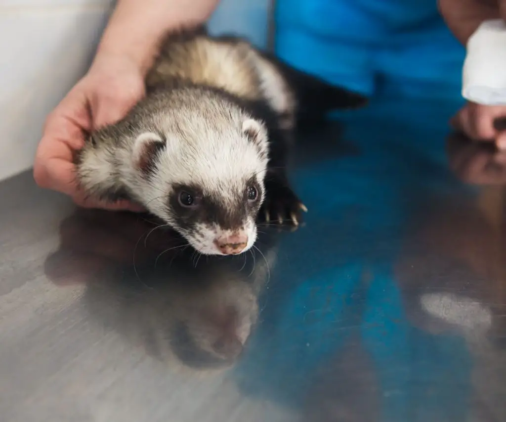 My Ferret Ate Oatmeal, What Should I Do?