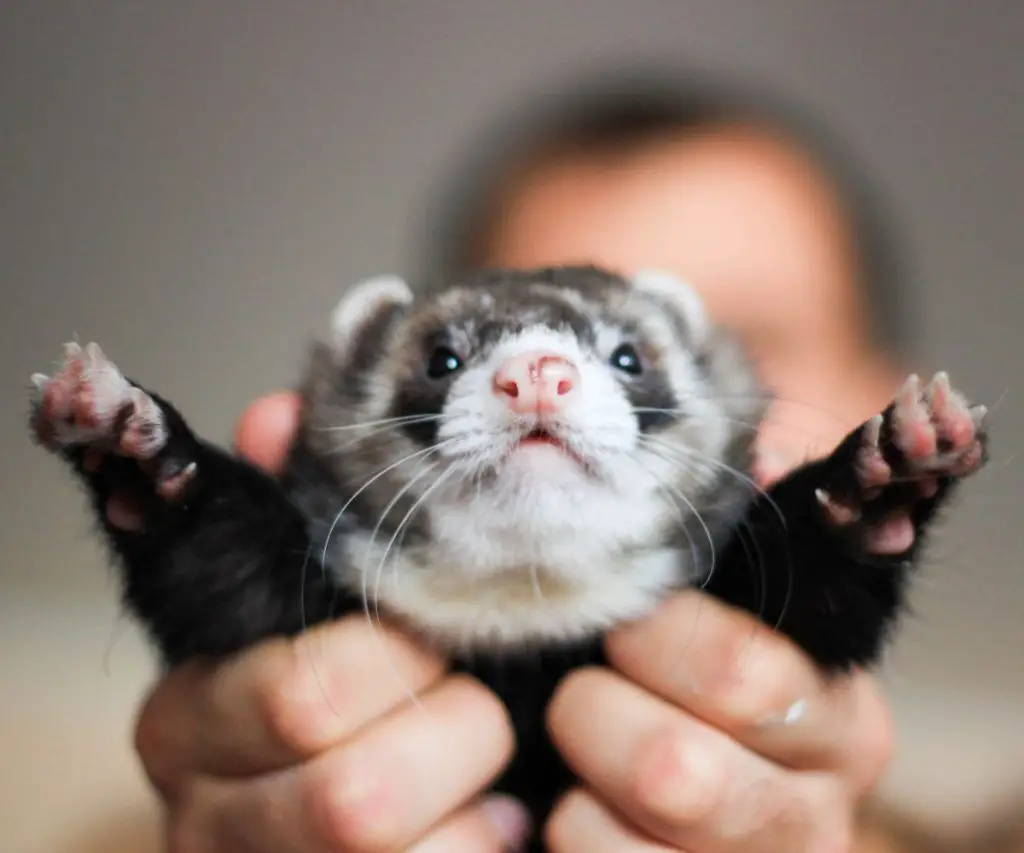 Why Are Potatoes Bad for Ferrets? (7 Reasons)