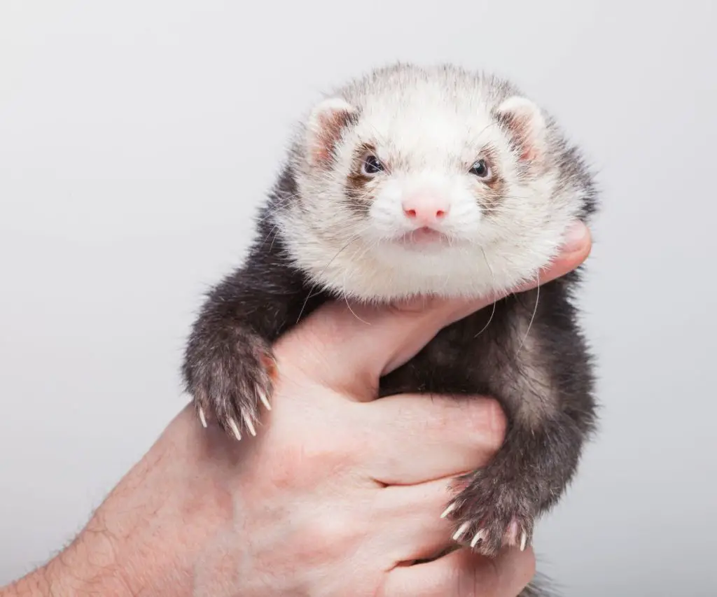 Do Ferrets Have Good Vision?