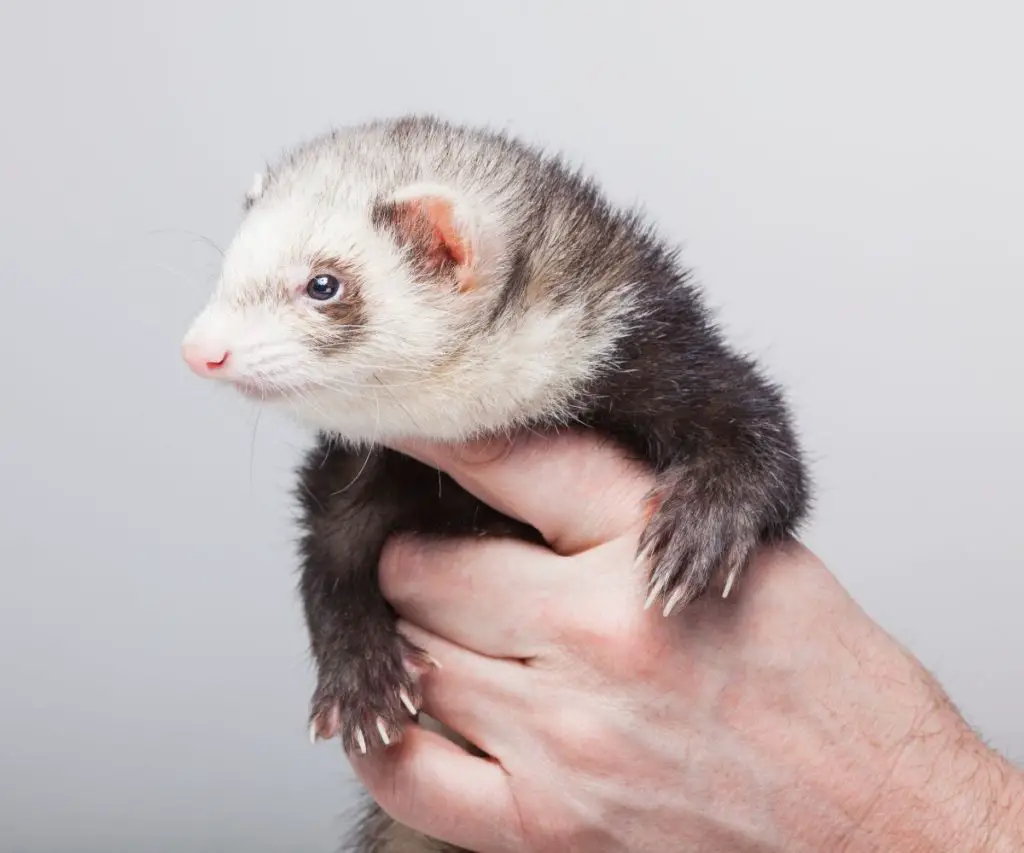 Do Ferrets Live in Burrows?