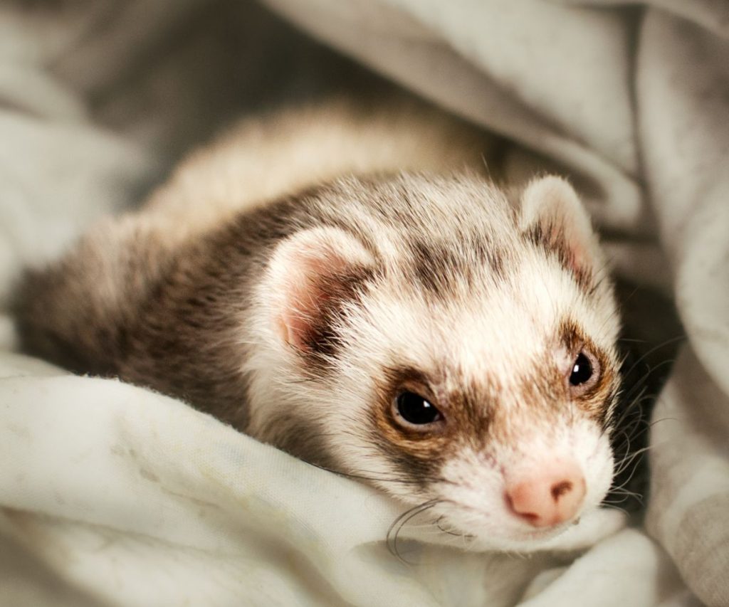 scents help to stop your ferret chewing on cables