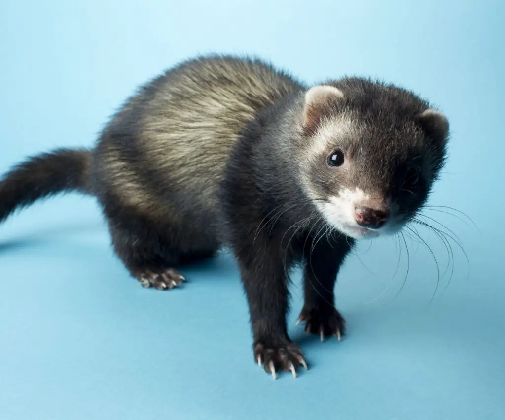 What to Do If Your Ferret Ate a Cockroach