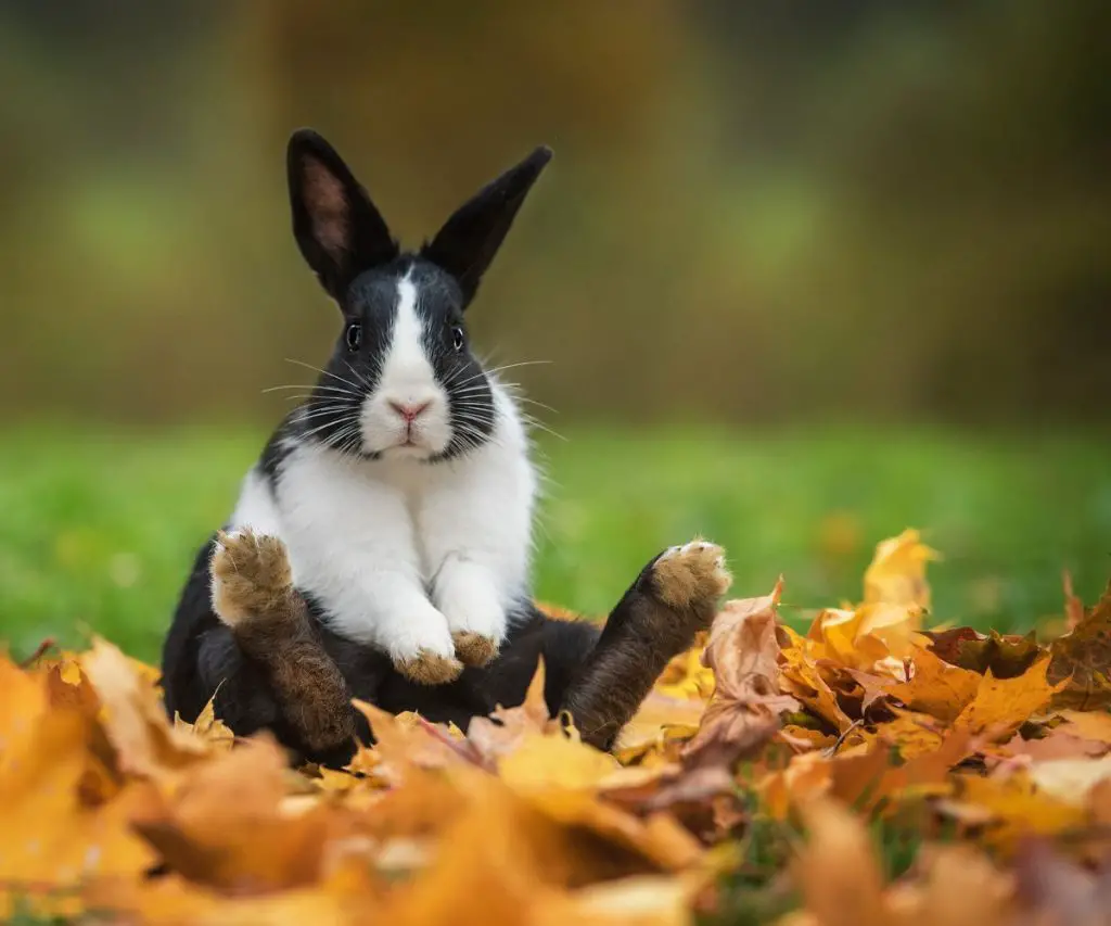 How to Keep Ferrets and Rabbits in The Same Household?