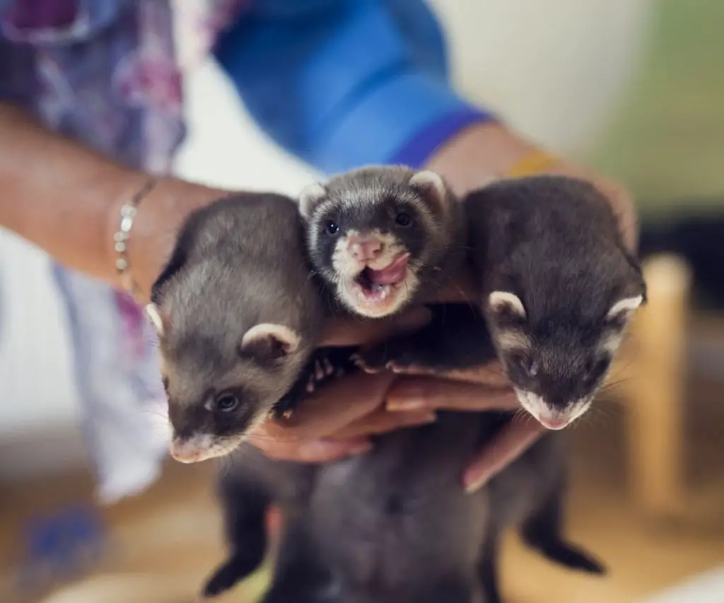 Can Ferrets Kill Cats?