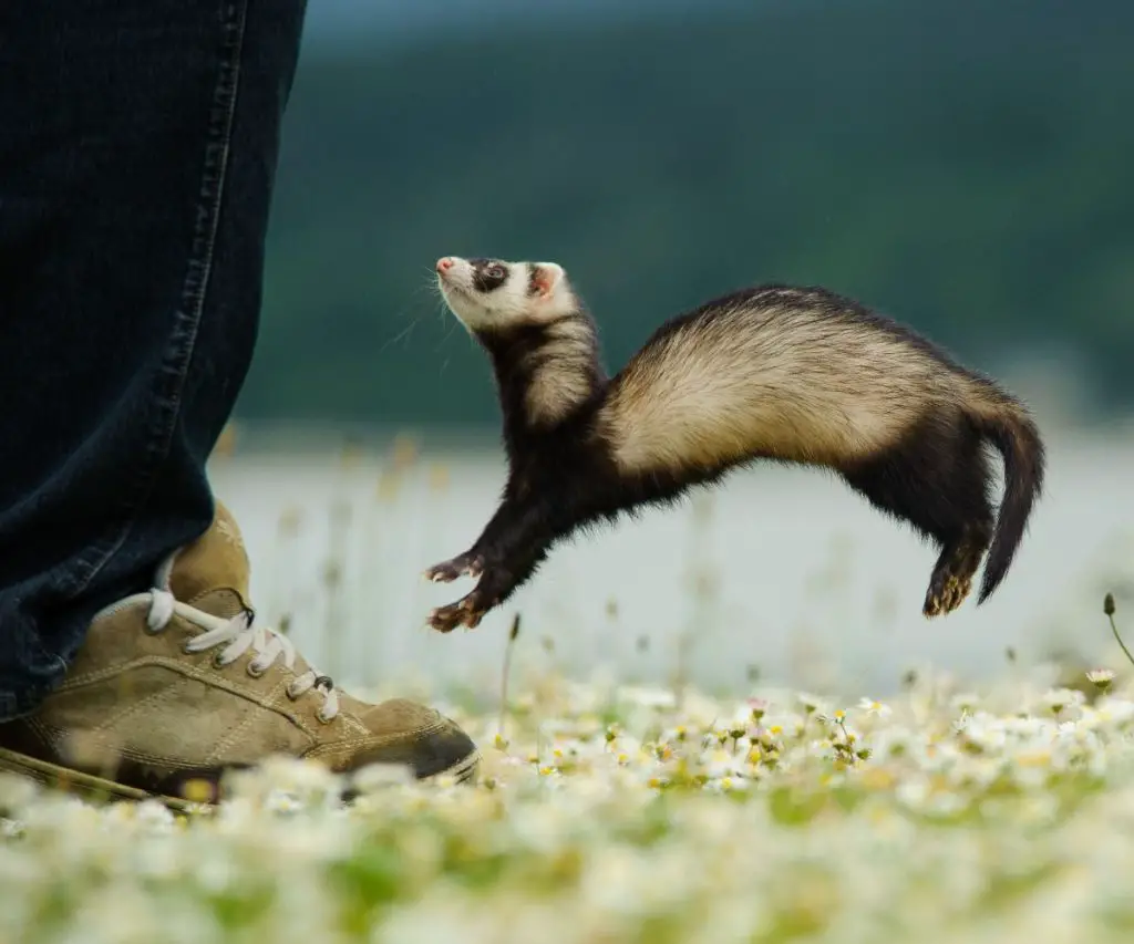 Do Ferrets Burrow in the Ground?