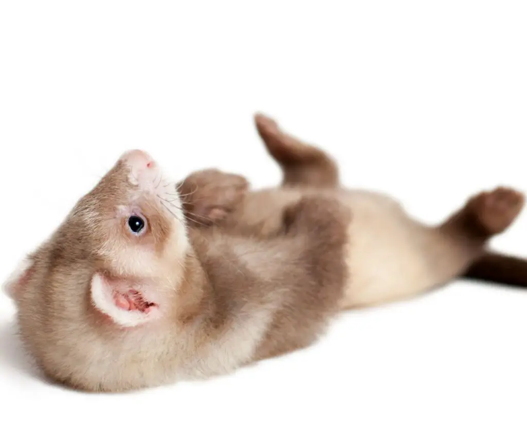 What Is the Best Wet Cat Food for Ferrets?