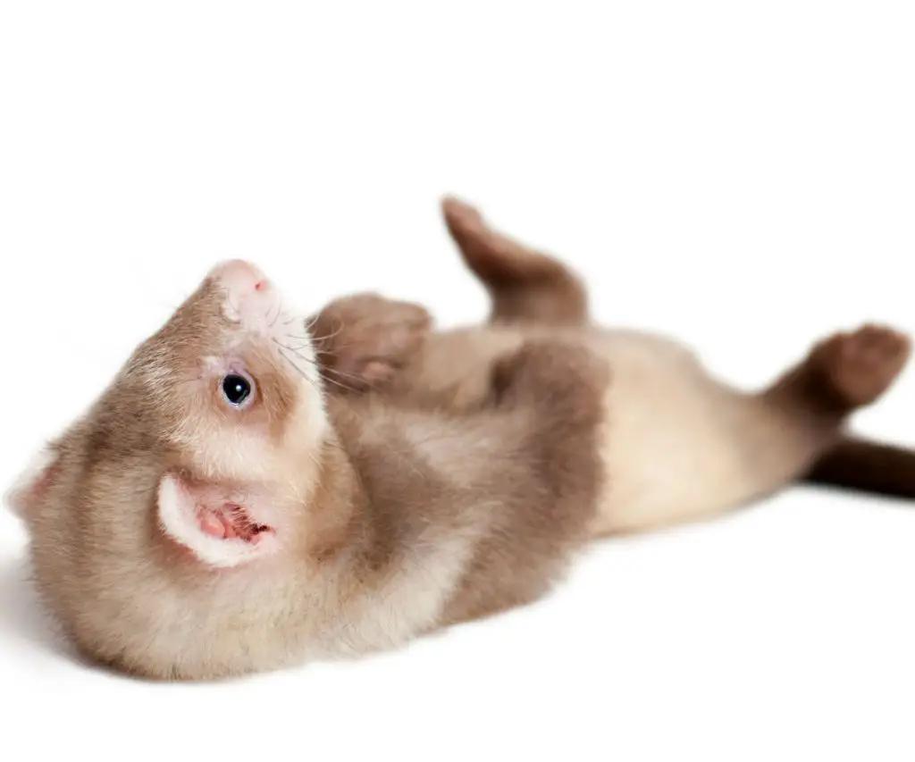 What Noise Does a Ferret Make When Angry?