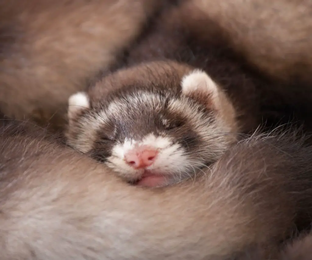 Can Baby Ferrets Eat Cooked Chicken?
